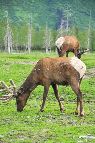 Elk, alaska sürüsü — Stok fotoğraf