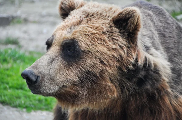 Kopfschuss von braunem Grizzlybär aus nächster Nähe — Stockfoto