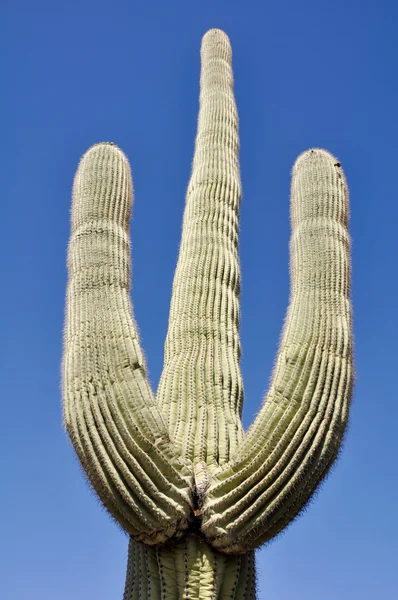 Κάκτος saguaro, όργανο σωλήνα κάκτος εθνικό πάρκο, Αριζόνα — Φωτογραφία Αρχείου
