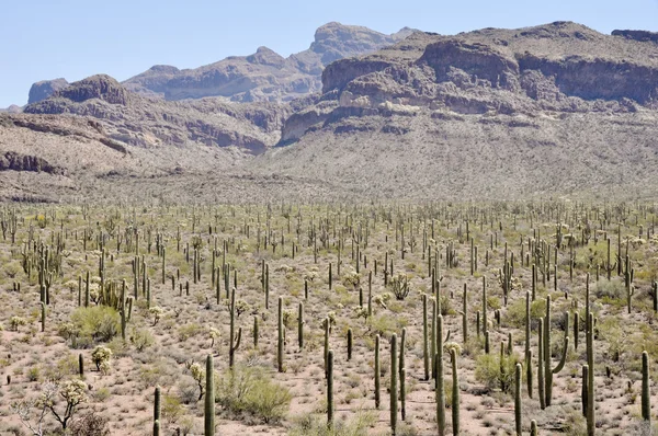 Organ pipe cactus Nationaalpark, arizona — Stockfoto