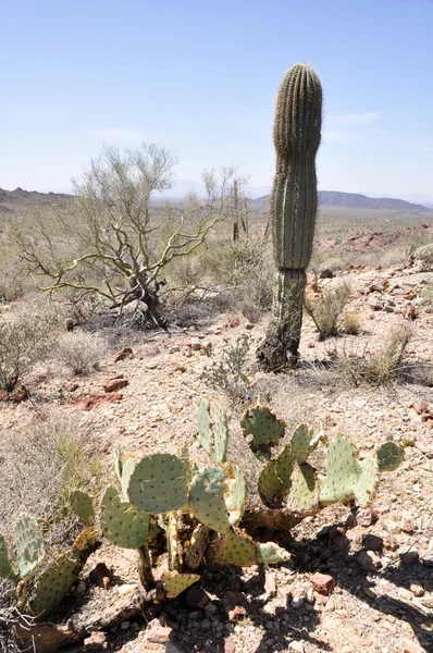 Cactus în Parcul Național Cactus Pipe Organ, Arizona — Fotografie, imagine de stoc