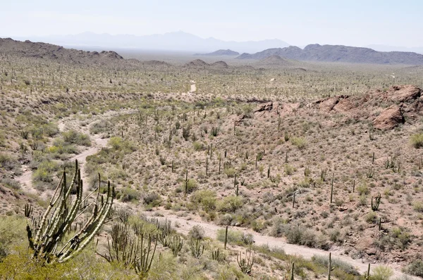 Organ pipe cactus Nationaalpark, arizona — Stockfoto