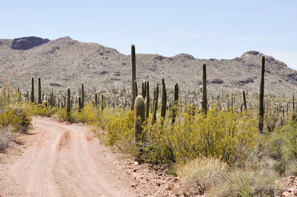 Route de gravier, parc national d'organ pipe cactus, arizona — 스톡 사진