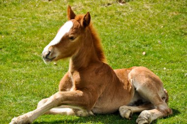 Foal sitting on a pasture