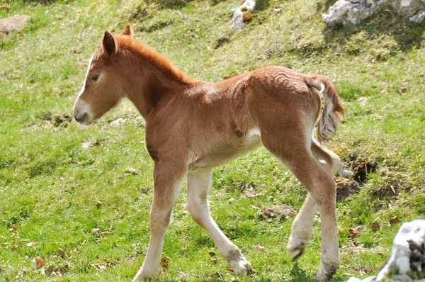 Foal running on a pasture — Stock Photo, Image