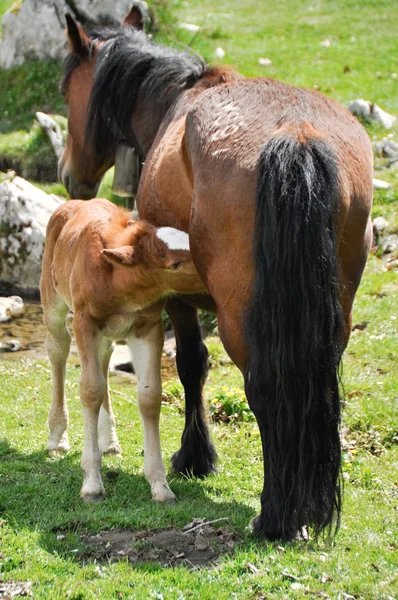 Коричневая лошадь кормит жеребенка — стоковое фото