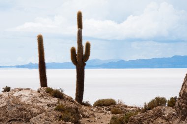 salar de uyuni, Bolivya Incahuasi Adası