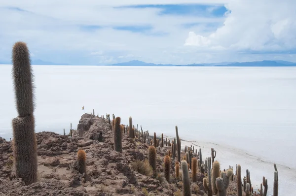 Incahuasi wyspa w salar de uyuni, Boliwia — Zdjęcie stockowe