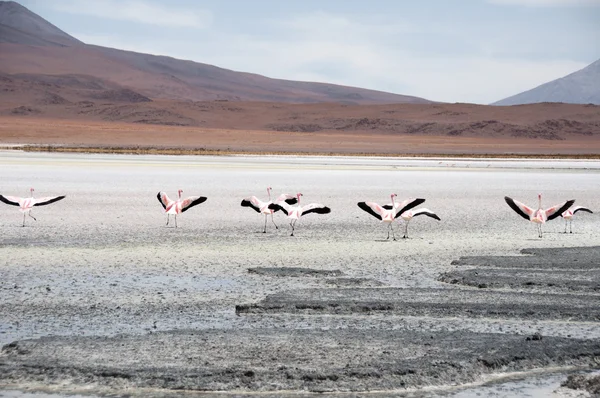 Flamingi w soli mieszkanie w Andach — Zdjęcie stockowe