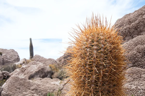 Cacto na ilha de Incahuasi em Salar de Uyuni, Bolívia — Fotografia de Stock