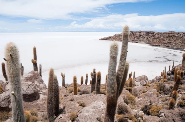 Salar de uyuni, Bolivya Incahuasi Adası — Stok fotoğraf