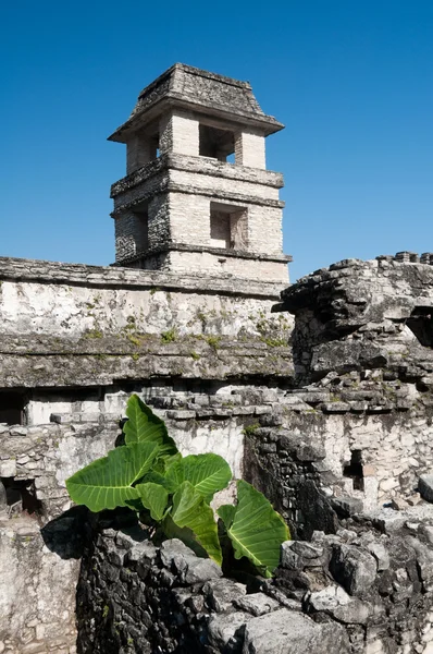 A torre do palácio, antiga cidade maia de Palenque (México ) — Fotografia de Stock