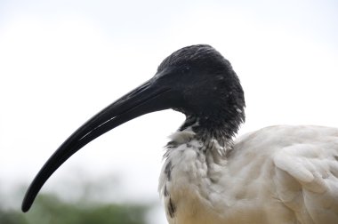 Avustralya beyaz aynak (Threskiornis moluccus)