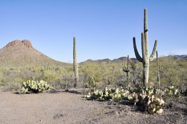 saguaro Milli Parkı, tucson, arizona