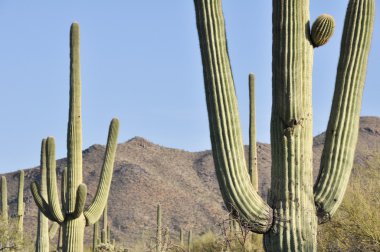 saguaro Milli Parkı, tucson, arizona