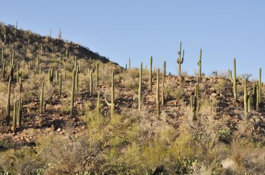 saguaro Milli Parkı, tucson, arizona