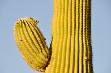 saguaro kaktüs, tucson, arizona