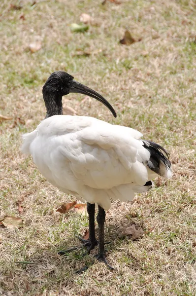 オーストラリアの白イビス(Threskiornis moluccus)) — ストック写真