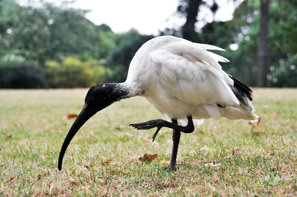 Australian white ibis (Threskiornis molucus)) — 스톡 사진