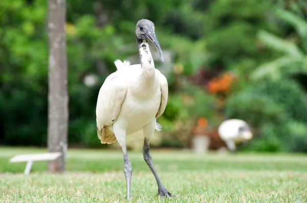 Ausztrál fehér ibisz (Threskiornis moluccus)) — Stock Fotó