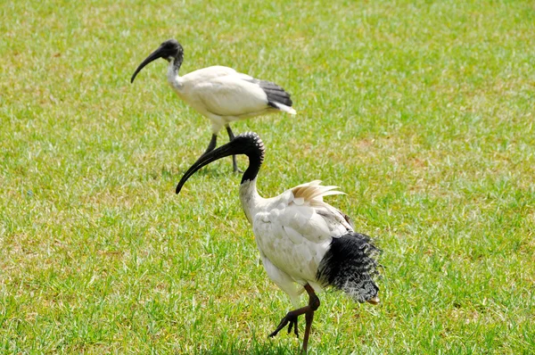 澳大利亚白人ibis (Threskiornis moluccus)) — 图库照片