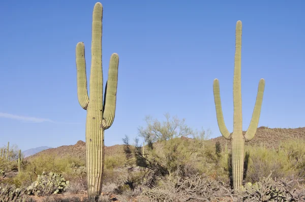 Saguaro nationaal park, tucson, arizona — Stockfoto