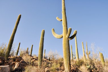 saguaro Milli Parkı, tucson, arizona