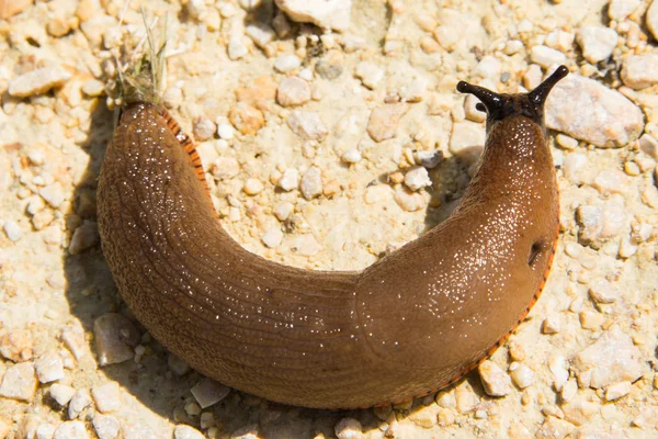 Slug español — Foto de Stock