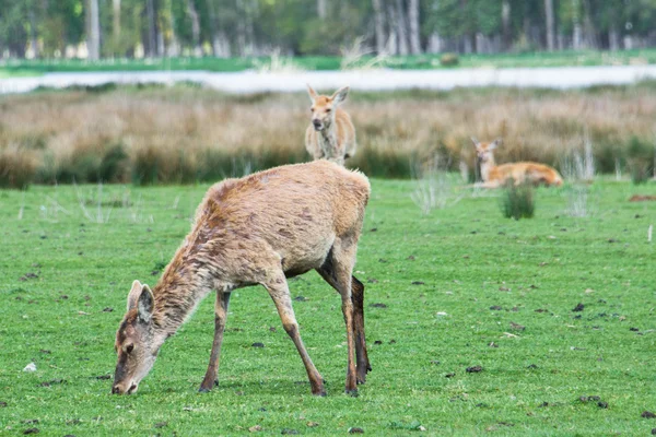 Manada de ciervos en el parque Salburua, Vitoria (España) ) — Foto de Stock