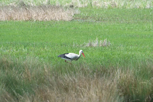 White stork, Salburua park, Vitoria (Spain) — Stock Photo, Image