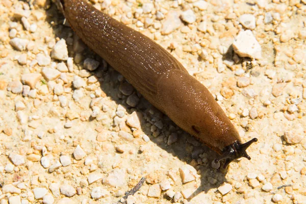 Slug español — Foto de Stock