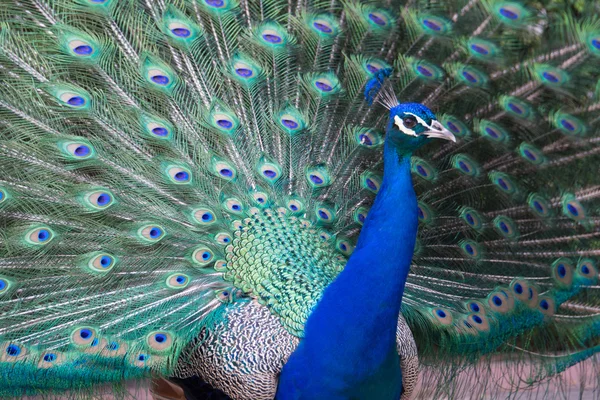 Pavo real, Parque del Retiro, Madrid (España) ) — Foto de Stock