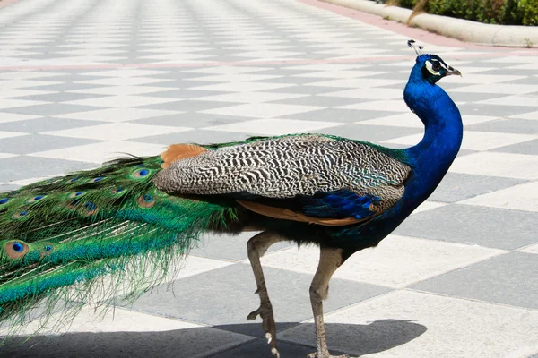 Pfau, Retiro Park, Madrid (Spanien) — Stock fotografie