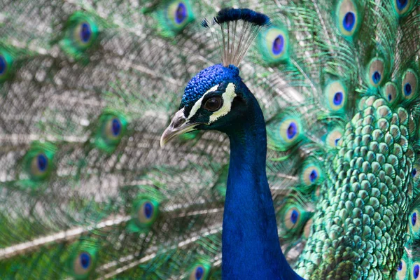 Peacock, Retiro Park, Madrid (Spain) — Stock Photo, Image