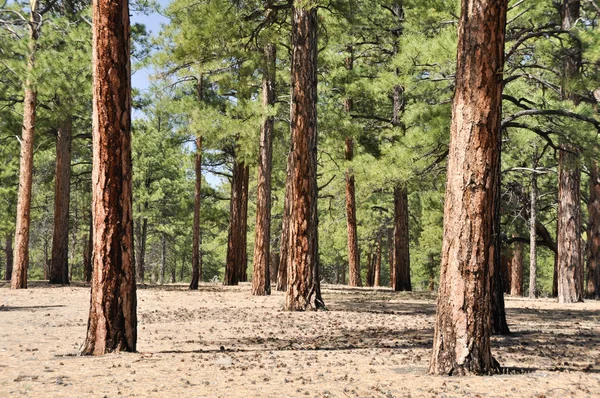 Dennenbos, sunset crater volcano national monument, arizona — Stockfoto