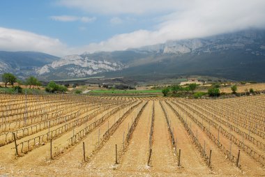 rioja alavesa, Bask Ülkesi (İspanya mahzeninde)
