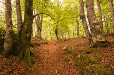 kayın ormanı, entzia Sıradağları, alava (İspanya)
