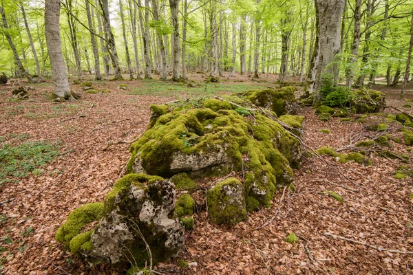 Kayın ormanı, entzia Sıradağları, alava (İspanya) — Stok fotoğraf