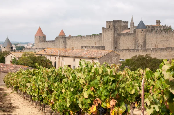 Üzüm bağları ve ortaçağ şehir carcassonne (Fransa) — Stok fotoğraf