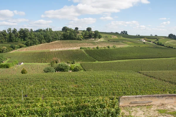 Wijngaard op saint-emilion, Frankrijk — Stockfoto