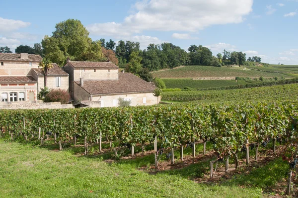 Виноградник в saint-emilion, Франції — стокове фото