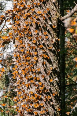 Monarch kelebek biyosfer rezervi, michoacan, Meksika