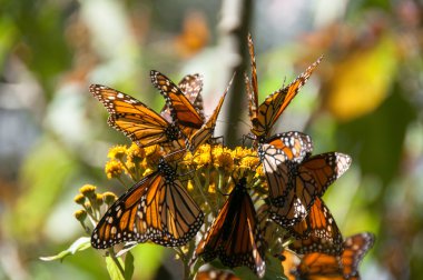 Monarch kelebek biyosfer rezervi, michoacan, Meksika
