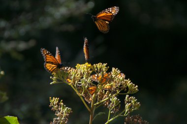 Monarch kelebek biyosfer rezervi, michoacan, Meksika