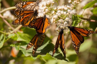 Monarch kelebek biyosfer rezervi, michoacan, Meksika