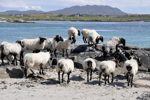 Rebaño de ovejas cerca del mar, Irlanda — Foto de Stock