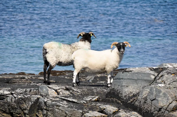 Rebanho de ovinos, Mannin Bay, Irlanda — Fotografia de Stock