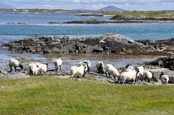 Стадо овец, залив Маннин, Ирландия — стоковое фото