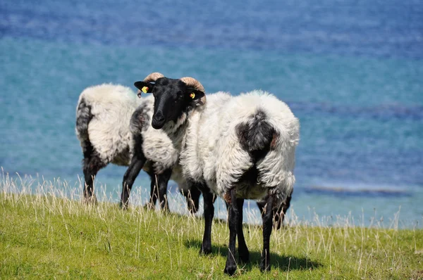 Gregge di pecore, Mannin Bay, Irlanda — Foto Stock