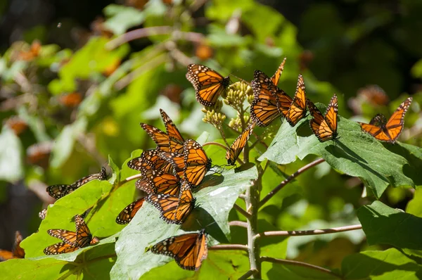 Monarch butterfly biosfery, michoacan, Meksyk — Zdjęcie stockowe